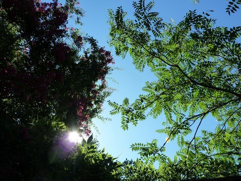 Lumière sous les acacias Accacias