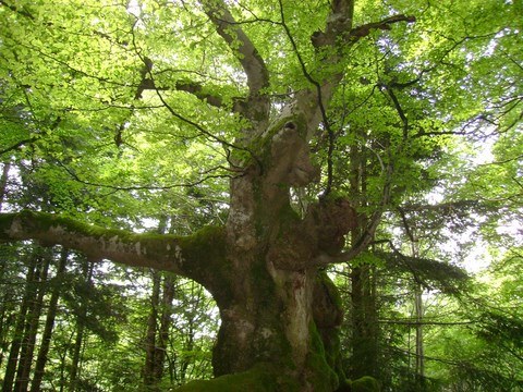 Mystère et Silence Nature étonnante
