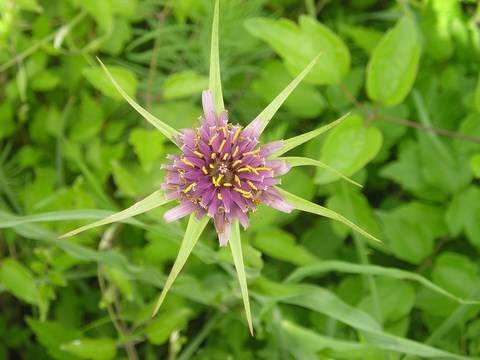 Coeur de fleur